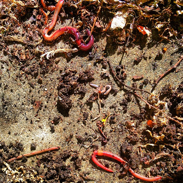 Worms chillin in #detroit #nasty #gross