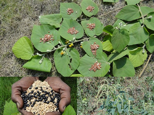 Medicinal Rice Formulations for Diabetes Complications, Heart and Kidney Diseases (TH Group-87) from Pankaj Oudhia’s Medicinal Plant Database by Pankaj Oudhia