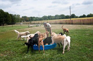 Dogs enjoying a relaxing time in the pool at Kennel Camp.