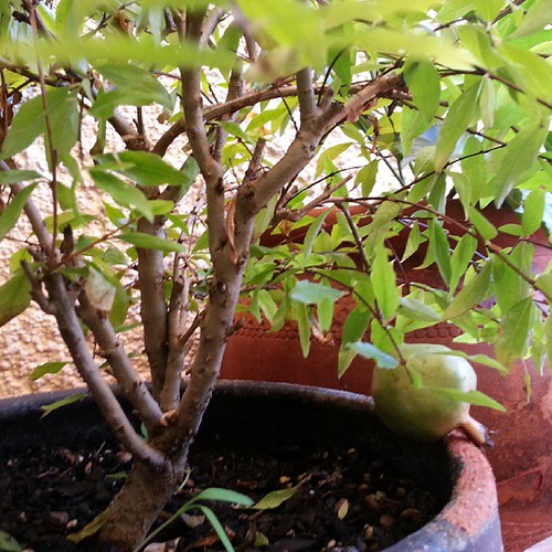 149 - Romanzeira bonsai, já dá fruto. by Gonçalo Matias