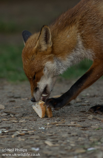 red fox_-20