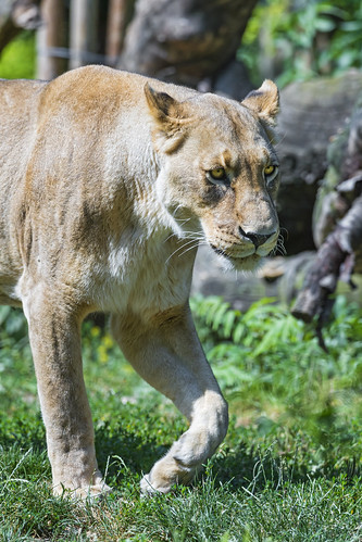 Walking lioness by Tambako the Jaguar