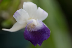 Cochleanthes hybrid