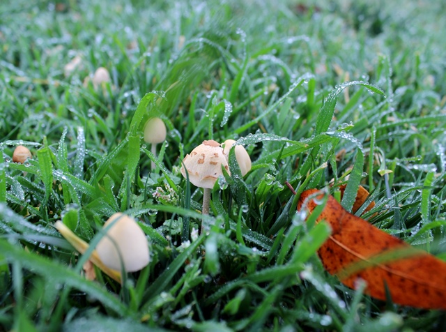 tiny mushrooms in wet grass
