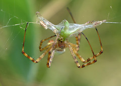 Banded Garden Spider (Argiope trifasciata)
