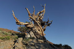 Ancient Bristle Cone Pine Forest, Owen's Valley and vicinity by Richard Bledsoe