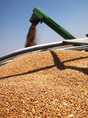 Wheat in the grain trailer