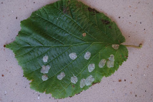 Phyllonorycter coryli leaf mines