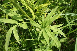 Gray-headed Coneflower leaves