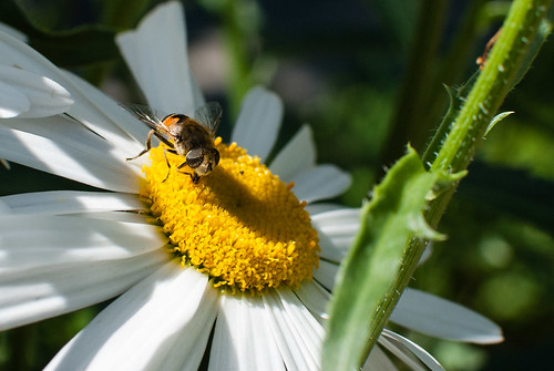 The bee and the daisy - #195/365 by PJMixer