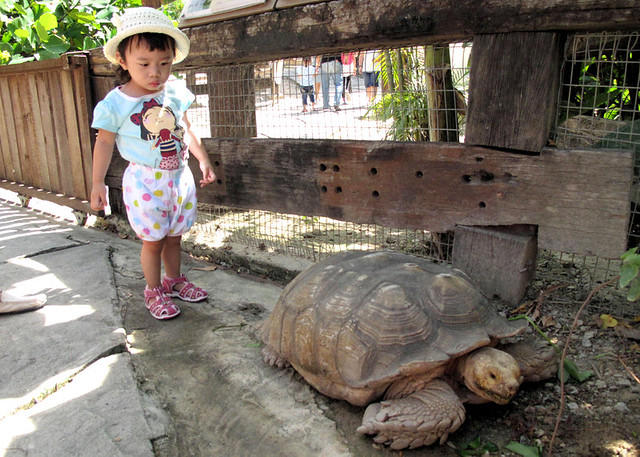 Farm in the City - giant tortoise