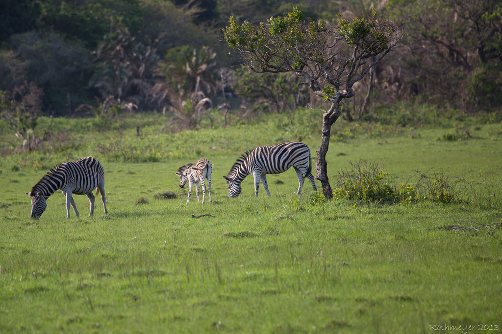 Zebra near St. Lucia South Africa