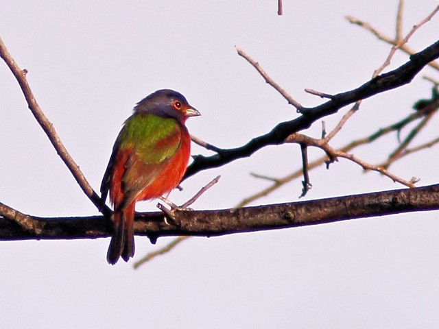 Painted Bunting male 20131008