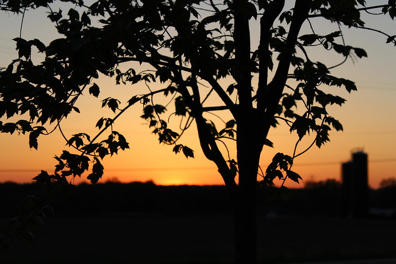 My Maple Tree Sunset