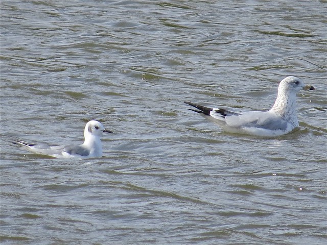 Bonaparte's and Ring-billed Gull at Evergreen Lake in McLean County 02