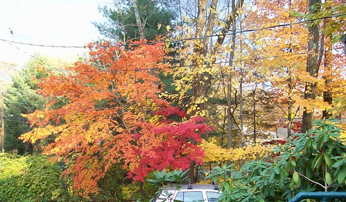 orange and red maples