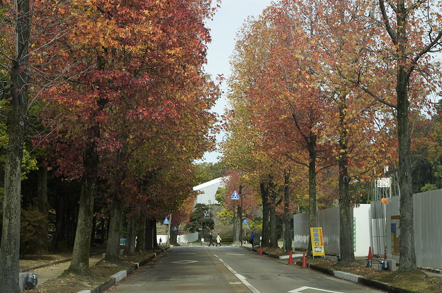 金沢市内の紅葉