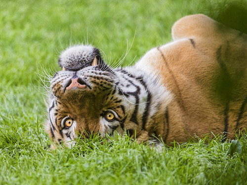 Cute tiger on his back by Tambako the Jaguar