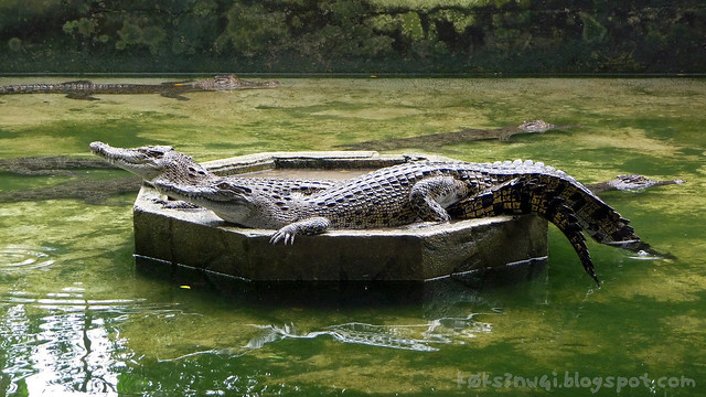 Basking Crocs