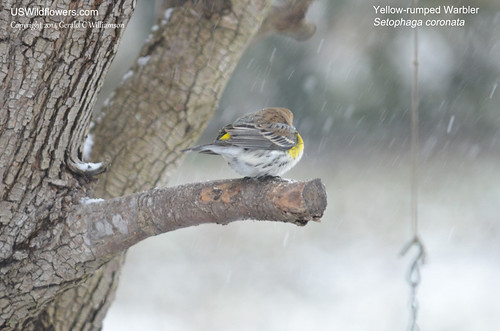 Yellow-rumped Warbler by USWildflowers, on Flickr