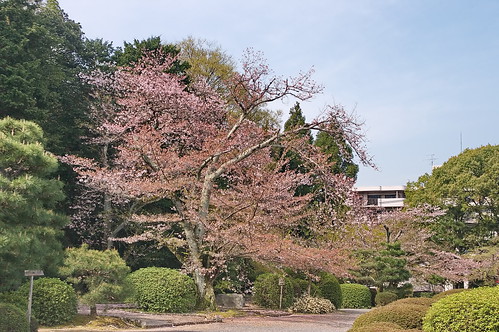【写真】桜 : 随心院