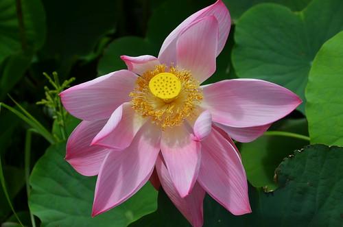 lotus lily by franbanks1 ( Now has rum :) )