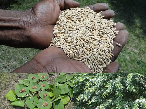 Medicinal Rice Formulations for Diabetes Complications and Heart Diseases (TH Group-53) from Pankaj Oudhia’s Medicinal Plant Database by Pankaj Oudhia