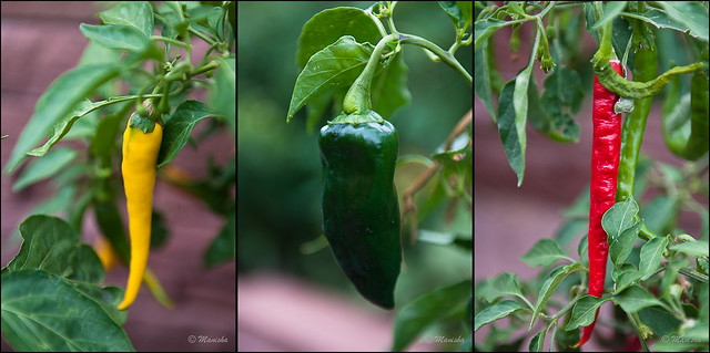 More Peppers!