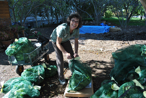 U.S. Department of Agriculture (USDA) Foreign Agricultural Service (FAS) volunteer Maria Nemeth-Ek helps label and sort 175 pounds of fresh produce harvested from USDA headquarters People's Garden on Oct. 18, 2013, including 84 lbs. of bok choy. USDA photo.