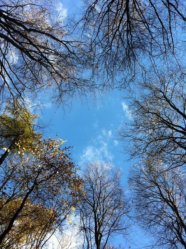 Autumn in the Taunus_looking up through the trees