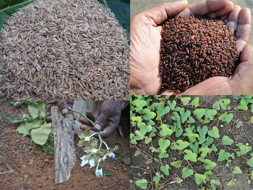 Validated and Powerful Medicinal Rice Formulations for Diabetes (Madhumeha) and Cancer Complications and Revitalization of Pancreas (TH Group-147 special) from Pankaj Oudhia’s Medicinal Plant Database by Pankaj Oudhia