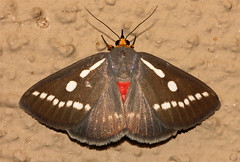 Moth's of South Africa