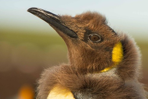 Young king penguin changing feathers by Derek Pettersson