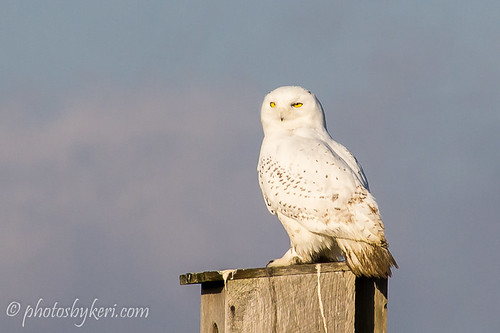 The Snowy Owl by KAM918