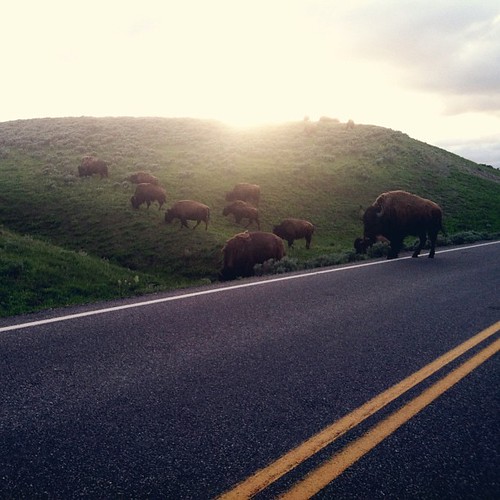 Bison sighting. One of many tonight. #yellowstone #haydenvalley