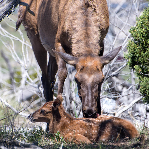 Elk and fawn
