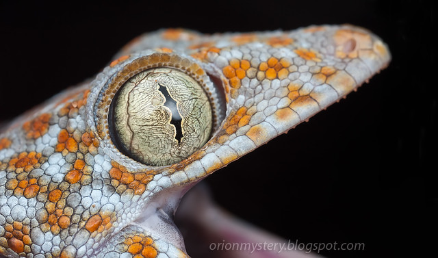 IMG_9843 merged copy Tokay Gecko (Gekko gecko)