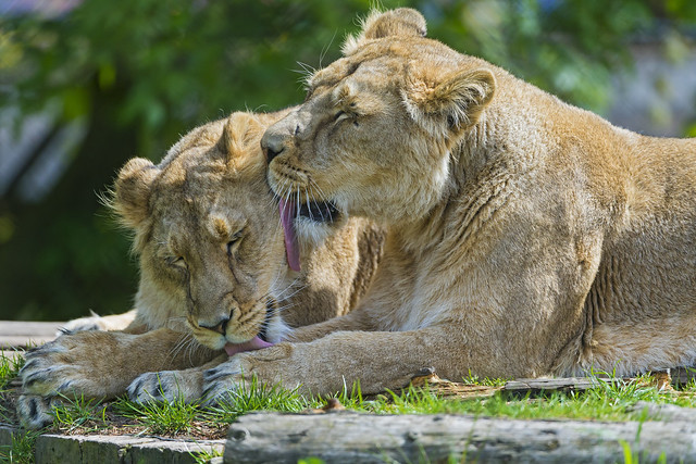 Lionesses licking each other III