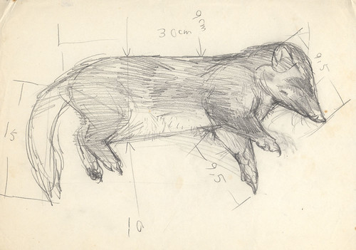 fig1. 這是一隻被狗咬死的鼬獾年輕成體。