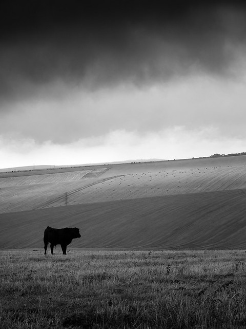 Lone cow