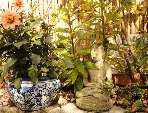 Meditating Buddha statue, on a sunny day, potted flowers, shells, mirror, A Garden for the Buddha, Seattle, Washington, USA by Wonderlane