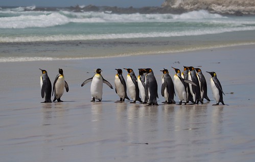 Falklands by richard.mcmanus.