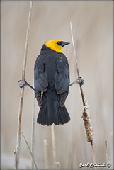 Blackbird (Yellow-Headed)