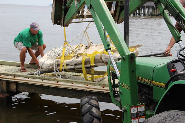Park manager Ken Benson along with rangers; Jim Ketner (on tractor), Grady Boswell and Ranger Brandon Boswell rig a sling and remove the whale from the boat ramp to the waiting Calvert Museum truck.