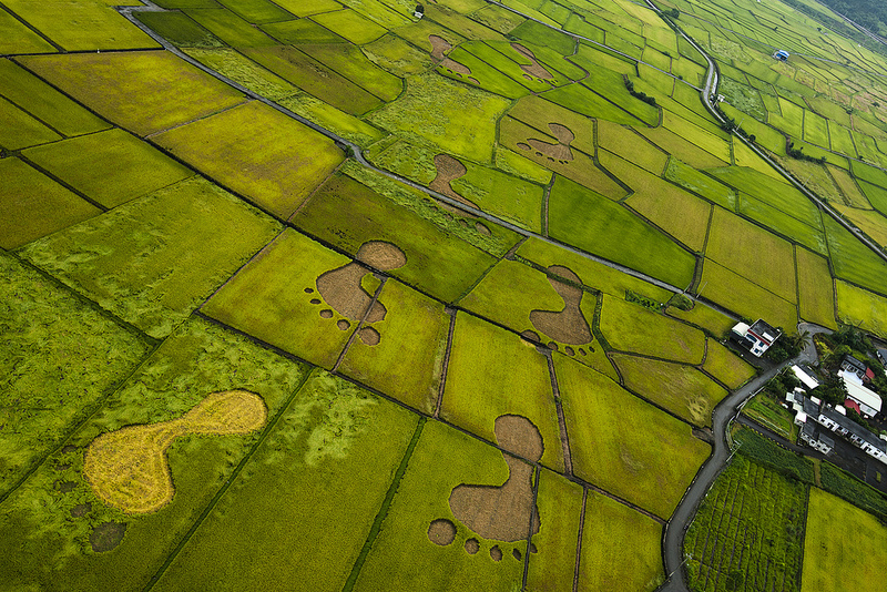 玉里稻田上的大腳印，象徵台灣農業殷實帶來的無窮的希望。（攝影：齊柏林，台灣阿布電影公司提供）