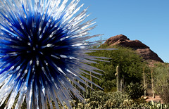 Chihuly in the Garden: Phoenix Desert Botanical Garden