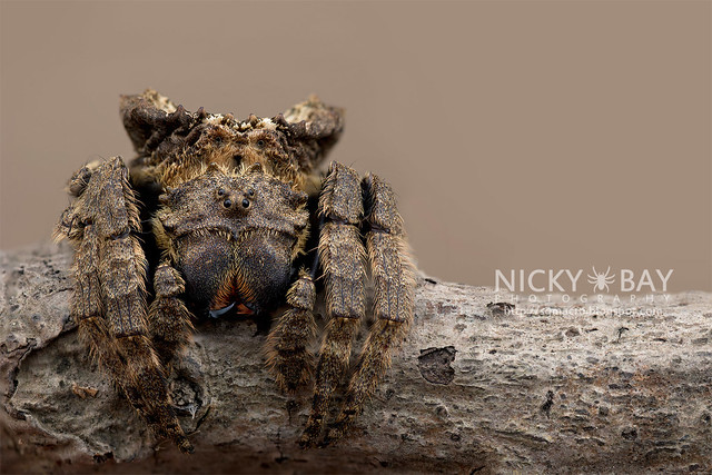 Big-Headed Bark Spider (Caerostris sp.) - ESC_0553