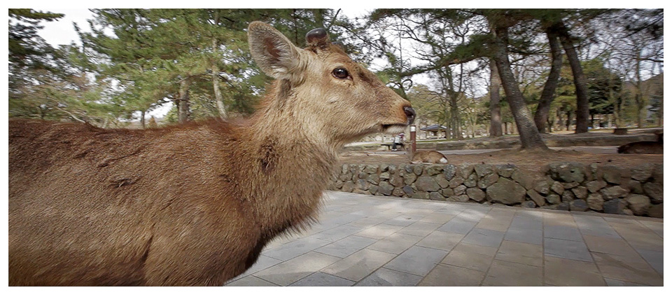 Cerf sika proche du temple Todai-ji à Nara - Japon