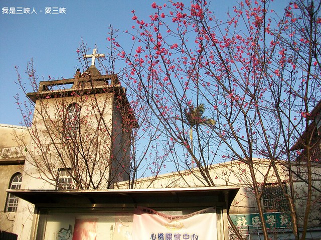 2014/1/27三峽長老教會，花開迎春