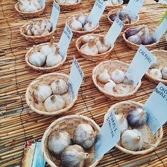 Garlics at the heirloom expo